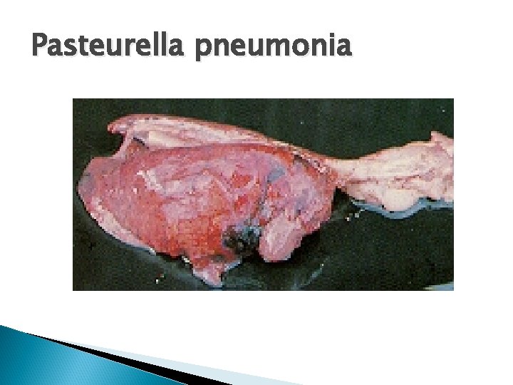 Pasteurella pneumonia 