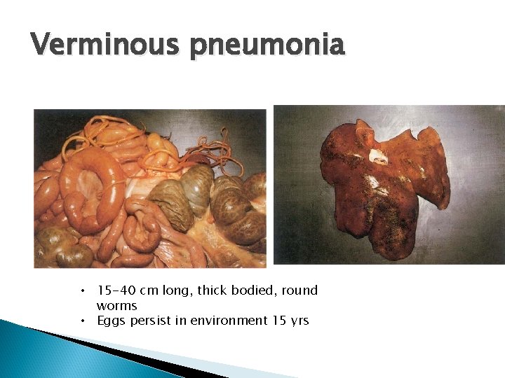 Verminous pneumonia • 15 -40 cm long, thick bodied, round worms • Eggs persist