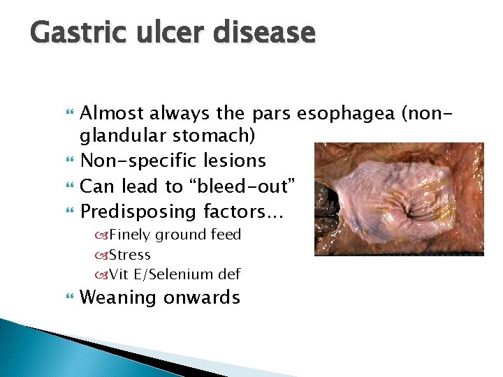 Gastric ulcer disease Almost always the pars esophagea (nonglandular stomach) Non-specific lesions Can lead