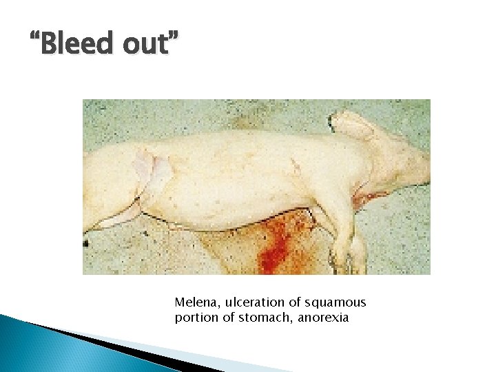 “Bleed out” Melena, ulceration of squamous portion of stomach, anorexia 