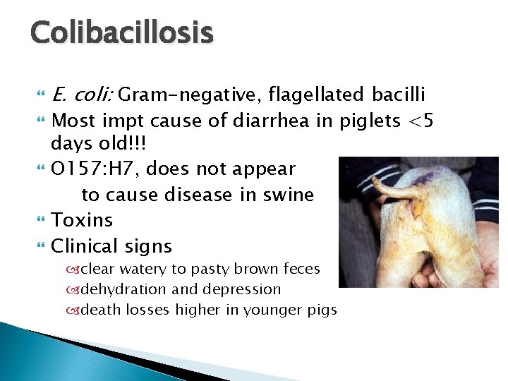 Colibacillosis E. coli: Gram-negative, flagellated bacilli Most impt cause of diarrhea in piglets <5