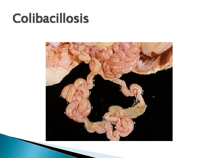 Colibacillosis 