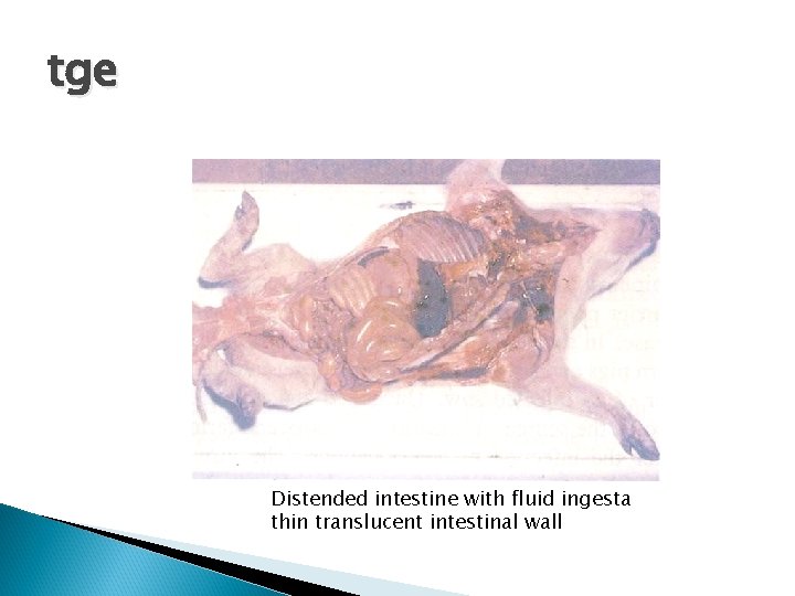 tge Distended intestine with fluid ingesta thin translucent intestinal wall 