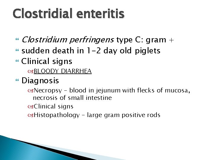 Clostridial enteritis Clostridium perfringens type C: gram + sudden death in 1 -2 day