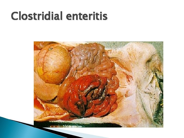 Clostridial enteritis 