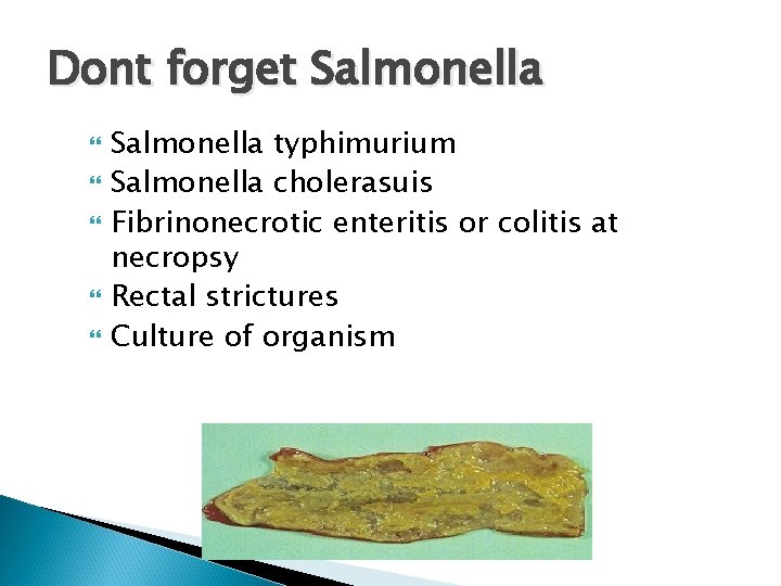 Dont forget Salmonella typhimurium Salmonella cholerasuis Fibrinonecrotic enteritis or colitis at necropsy Rectal strictures