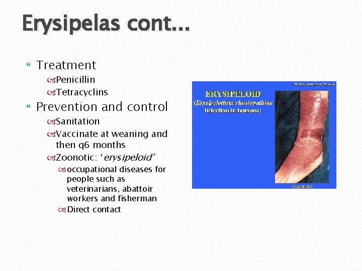 Erysipelas cont. . . Treatment Penicillin Tetracyclins Prevention and control Sanitation Vaccinate at weaning