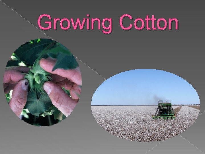 Growing Cotton 