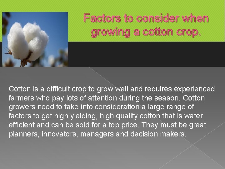 Factors to consider when growing a cotton crop. Cotton is a difficult crop to
