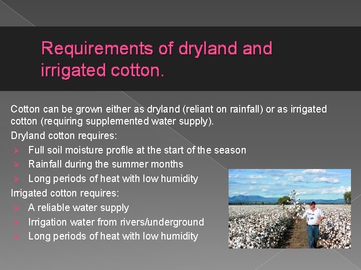 Requirements of dryland irrigated cotton. Cotton can be grown either as dryland (reliant on