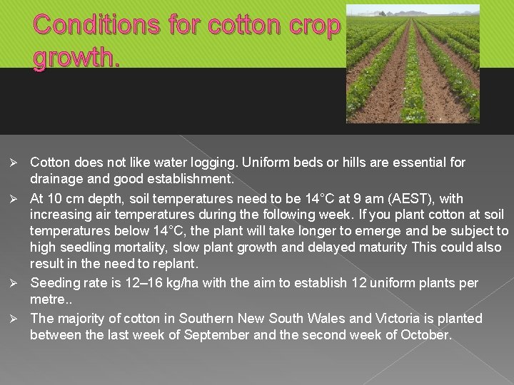 Conditions for cotton crop growth. Cotton does not like water logging. Uniform beds or