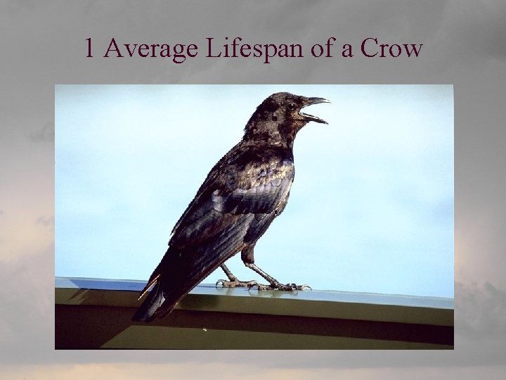 1 Average Lifespan of a Crow 
