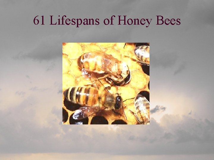 61 Lifespans of Honey Bees 