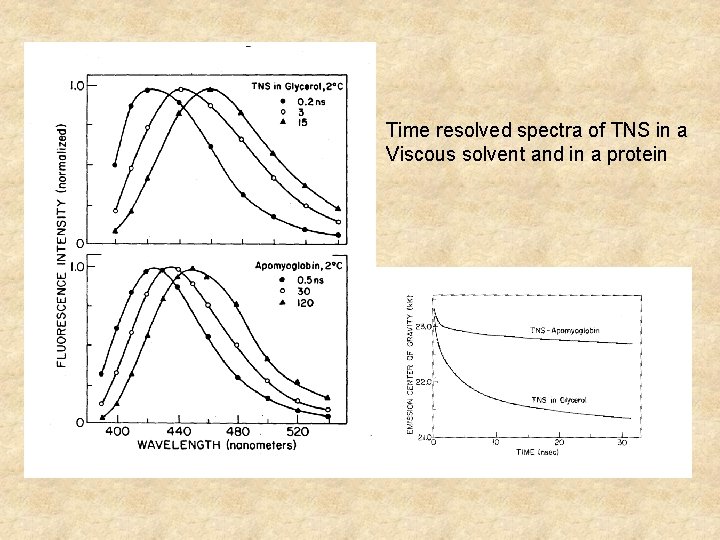 Time resolved spectra of TNS in a Viscous solvent and in a protein 