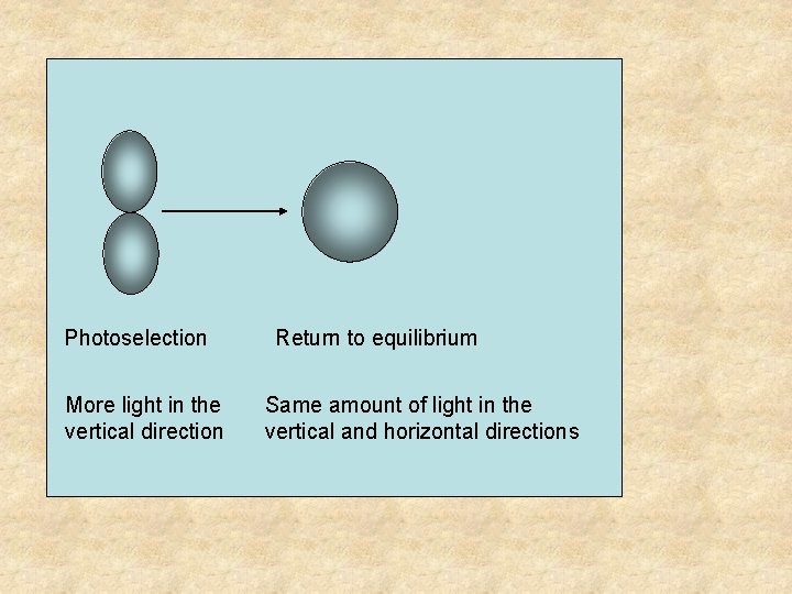 Photoselection More light in the vertical direction Return to equilibrium Same amount of light