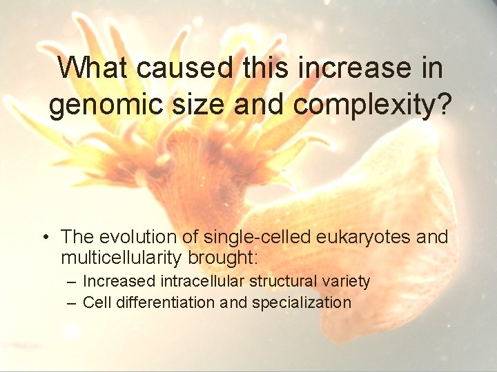 What caused this increase in genomic size and complexity? • The evolution of single-celled