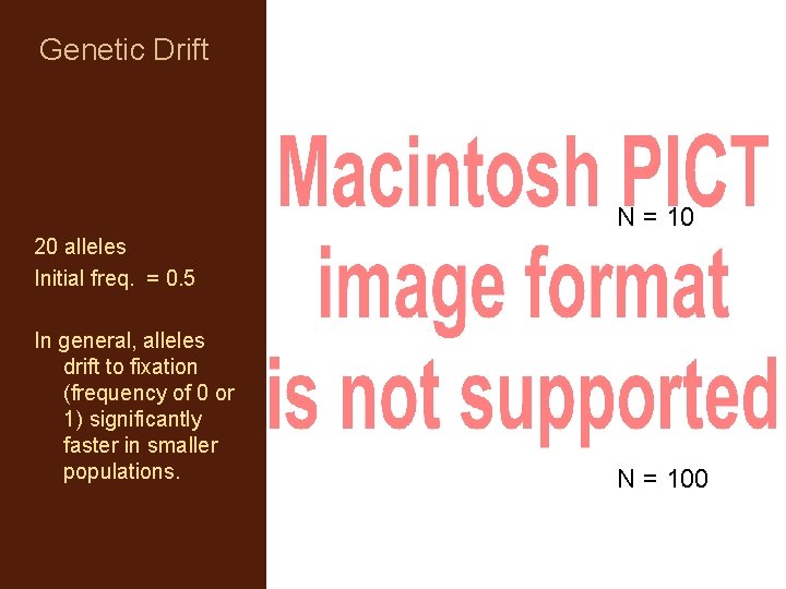 Genetic Drift N = 10 20 alleles Initial freq. = 0. 5 In general,