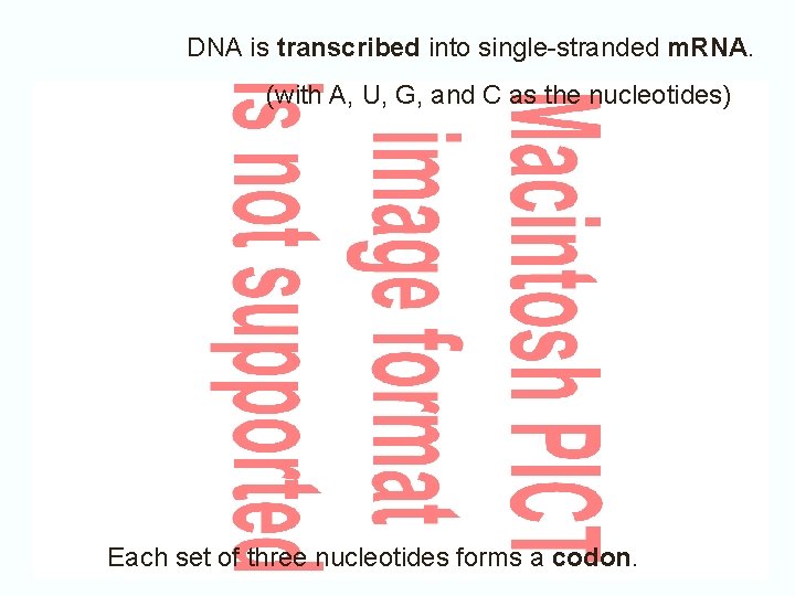 DNA is transcribed into single-stranded m. RNA. (with A, U, G, and C as