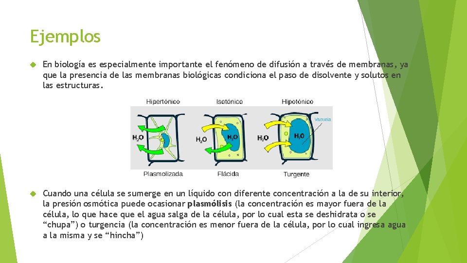 Ejemplos En biología es especialmente importante el fenómeno de difusión a través de membranas,