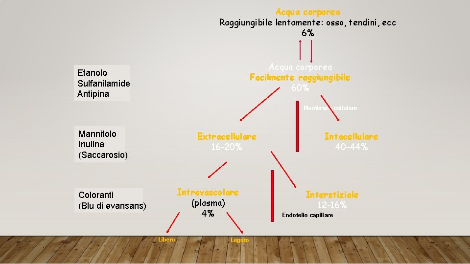 Acqua corporea Raggiungibile lentamente: osso, tendini, ecc 6% Acqua corporea Facilmente raggiungibile 60% Etanolo