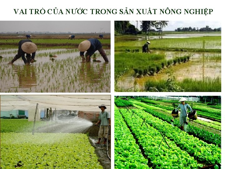 VAI TRÒ CỦA NƯỚC TRONG SẢN XUẤT NÔNG NGHIỆP 