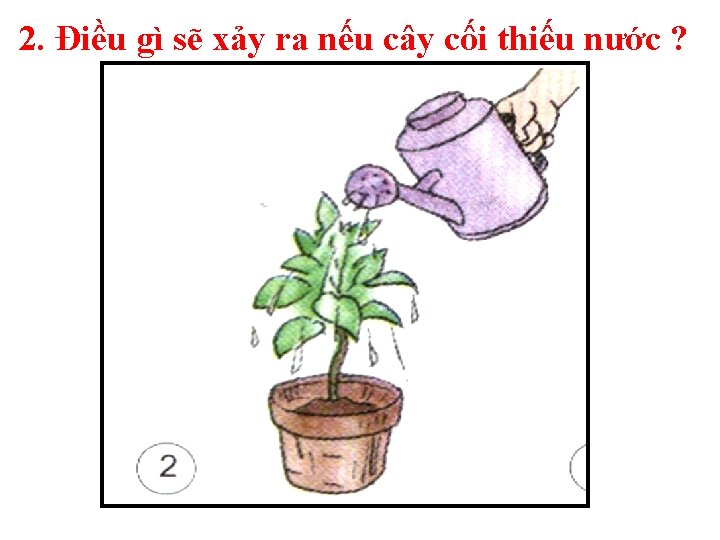 2. Điều gì sẽ xảy ra nếu cây cối thiếu nước ? 