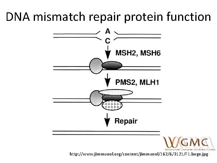 DNA mismatch repair protein function http: //www. jimmunol. org/content/jimmunol/162/6/3121/F 1. large. jpg 