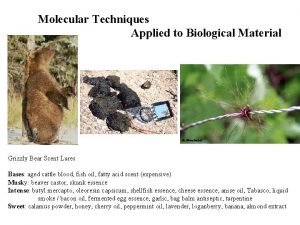 Molecular Techniques Applied to Biological Material Grizzly Bear