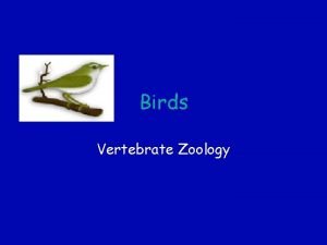 Birds Vertebrate Zoology Thecodontosaurus Thecodontosaurus Iguanodon Ingenia Incisivosaurus