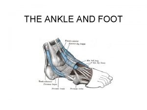 Ankle flexor muscles