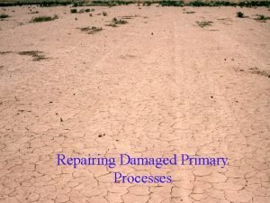 Repairing Damaged Primary Processes Healthy Soils Relative to