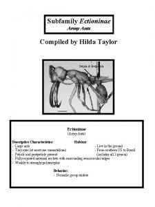 Subfamily Ectioninae Army Ants Compiled by Hilda Taylor