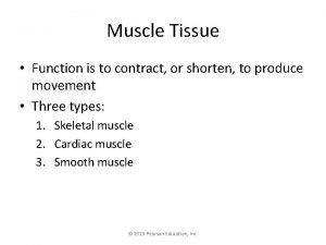Smooth muscle