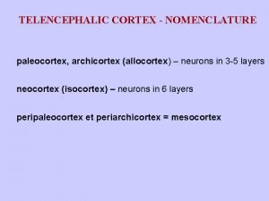 Paleocortex