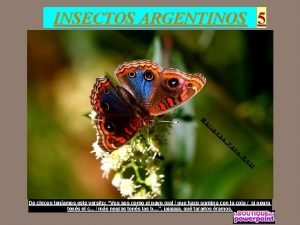 Mariposa princesa roja
