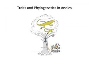 Traits and Phylogenetics in Anoles Case Study in