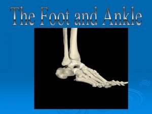 The Foot Bones Bones 26 14 phalanges 5