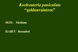 Koelreuteria paniculata goldenraintree SIZE Medium HABIT Rounded FOL