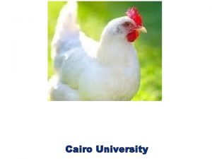 Cairo University General signs dullness ruffled feathers unthriftness