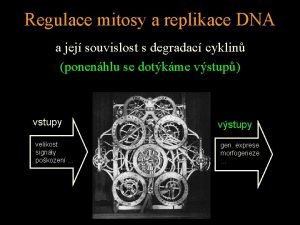 Regulace mitosy a replikace DNA a jej souvislost