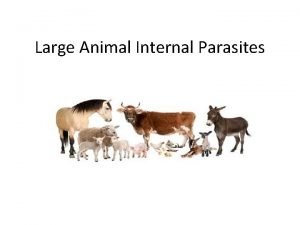 Large Animal Internal Parasites Routine fecal examination of