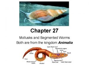 Chapter 27 mollusks and segmented worms