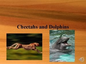 Cheetahs and Dolphins Dolphins physical adaptations Dolphins have