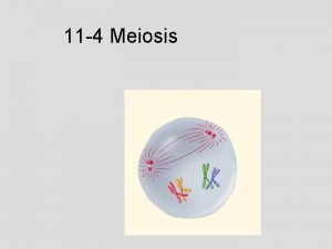 Chromosomes form tetrads during
