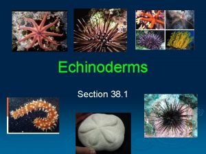 Echinoderms Section 38 1 Echinoderms Examples sea stars