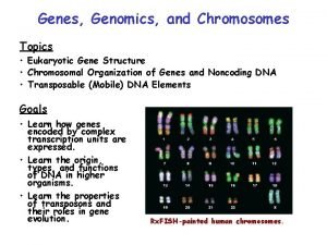 Genes Genomics and Chromosomes Topics Eukaryotic Gene Structure