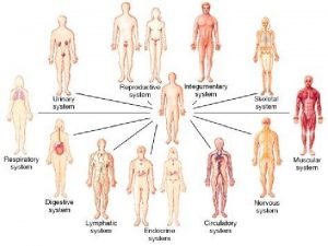 Human organ systems The human body is composed