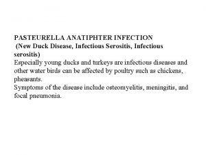 PASTEURELLA ANATIPHTER INFECTION New Duck Disease Infectious Serositis