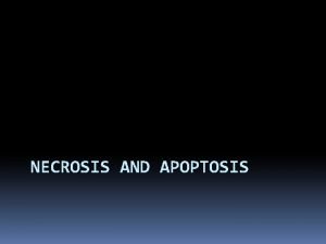 NECROSIS AND APOPTOSIS Objectives Define necrosis and apoptosis