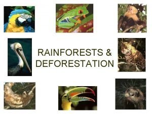 RAINFORESTS DEFORESTATION Africas rainforests are disappearing Original forest